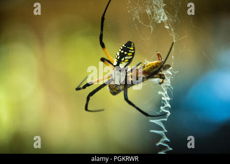 Nero e Giallo giardino spider (Argiope aurantia), noto anche come un ragno di cerniera lampo o scrittura spider, confezionamento e mangiare a catturato grasshopper. Foto Stock