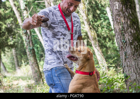 Uomo di addestramento del cane pit bull foresta pet all'aperto Foto Stock