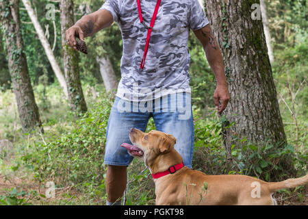 Uomo di addestramento del cane pit bull foresta pet all'aperto Foto Stock