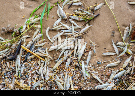 I pesci morti sdraiato sulla spiaggia. Il lago Peipus, Estonia, Europa Foto Stock