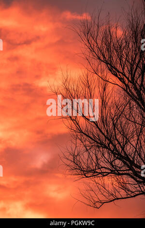 Albero secco rami stagliano contro un infausto cielo arancione Immagine con spazio di copia Foto Stock