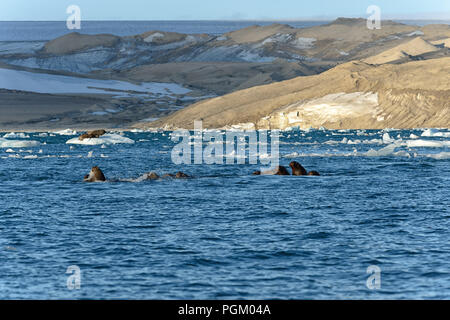 Gruppo di trichechi nuotare nel mare, Nordaustlandet, Svalbard, Norvegia Foto Stock