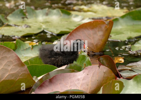 Wild Moorhen chick camminando sulle acque ninfee, REGNO UNITO Foto Stock