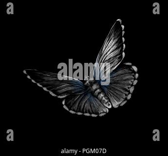 Butterfly su uno sfondo nero, disegnata a mano Illustrazione Vettoriale