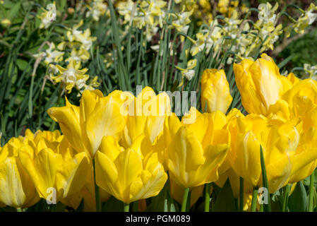 Tulipa 'candela', un formulario giallo di Tulip incandescente a metà primavera sole. Foto Stock