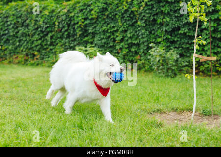 Husky bianco acceso tenendo poco sfera blu nella sua bocca Foto Stock