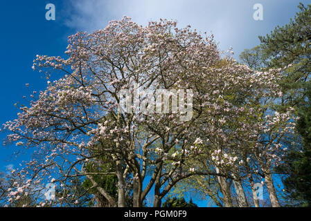 Coppia Magnolia contro un cielo blu nel sole primaverile. Foto Stock