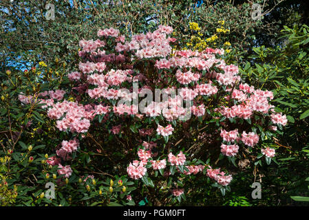 Rhododendron 'May mattino', una rosa in fiore fioritura di rododendro in sole primaverile. Foto Stock