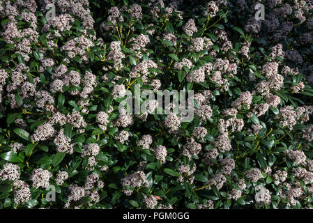 Skimmia Japonica rosolia in piena fioritura. Un sempreverde arbusto ornamentali a fioritura primaverile. Foto Stock