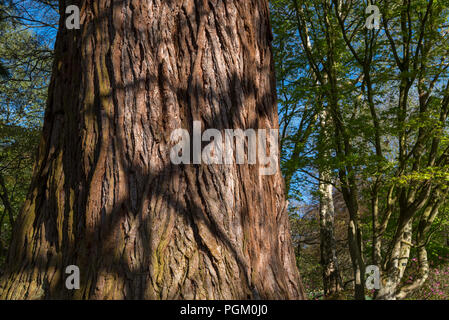 Superficie ruvida sulla corteccia di un albero di sequoia in un giardino nel Galles del Nord. Foto Stock