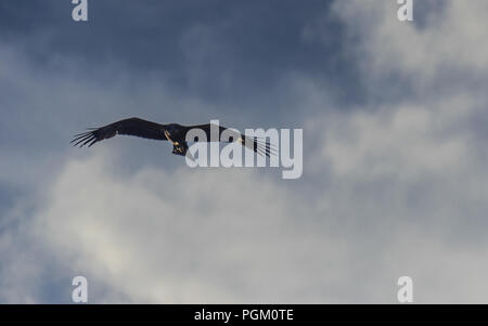 Nibbio, diffondere ali battenti nel blu cielo molto nuvoloso Foto Stock