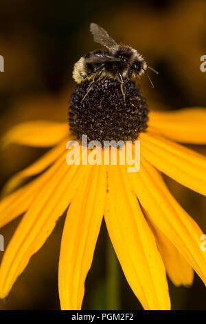 Bumble Bee raccolgono miele da un fiore Foto Stock