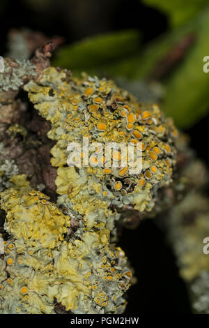 Il Lichen su un ramo di albero Foto Stock