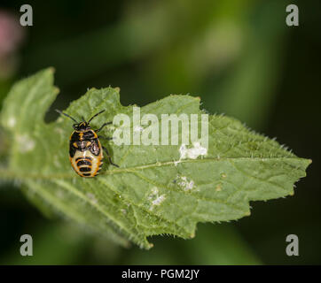 Appena tratteggiato marmorated marrone bug di protezione su una foglia verde Foto Stock