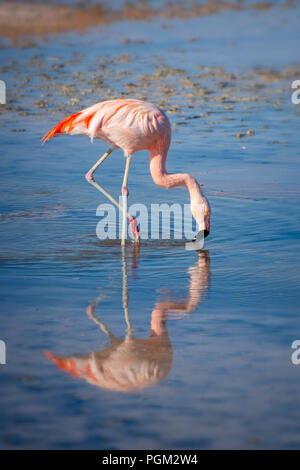 Close up di un flamingo cileni in Laguna Chaxa, Atacama salar, Cile Foto Stock