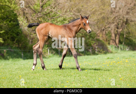 Un giovane brown Holsteiner puledro in primavera su un pascolo verde Foto Stock