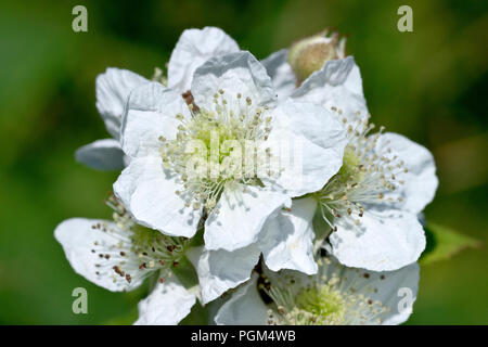 Rovo o di Blackberry (Rubus fruticosus), in prossimità di un grappolo di fiori. Foto Stock