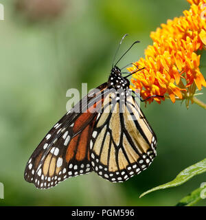 Farfalla monarca (Danaus plexippus) nectaring su butterfly weed - Ontario, Canada Foto Stock