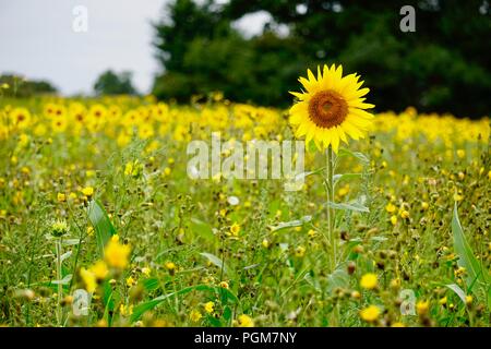 Girasoli in fiore catturato in un campo con un teleobiettivo. Foto Stock