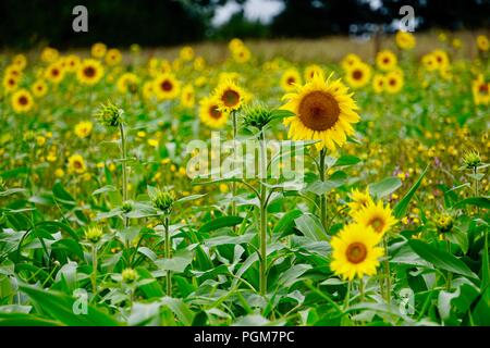 Girasoli in fiore catturato in un campo con un teleobiettivo. Foto Stock