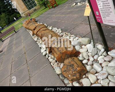 Albero di fossili al di fuori di Edinburgh Royal Botanical Garden. Foto Stock