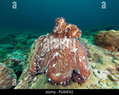 Il polpo su una scogliera di corallo Foto Stock