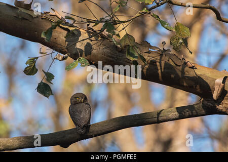 Una giungla Owlet (Glaucidium radiatum) appollaiato su un ramo in Kabini backwaters regione Nagarhole Riserva della Tigre, Karnataka, India Foto Stock