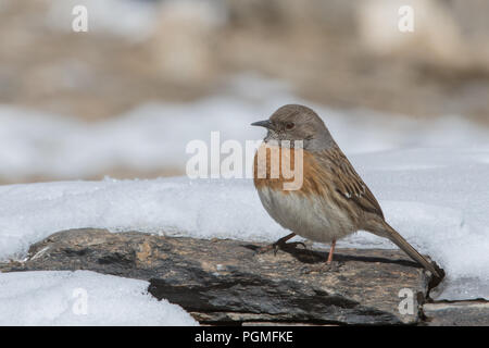 Robin o da Ladakh, India Foto Stock