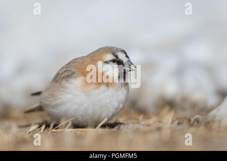 Ritratto di uno Snowfinch di Blandford da Ladakh, India Foto Stock