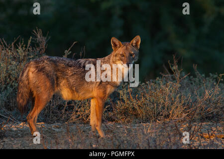 Un Golden Jackal (Canis aureus) ritratto nella luce dorata dalla maggiore Rann di Kutch, Gujarat, India Foto Stock