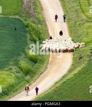 Pecora che è stata herded lungo il Camino de Santiago la via del pellegrinaggio di San Giacomo fuori del villaggio di Castrojeriz, Castilla Y Mancha Spagna Foto Stock