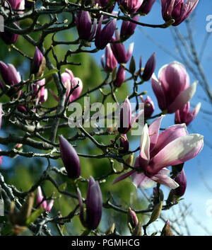 Fiori di Ciliegio fioritura in primavera. Rosa fiori di ciliegio in piena fioritura. Giapponese Sakura la fioritura dei ciliegi nel giardino botanico. Foto Stock
