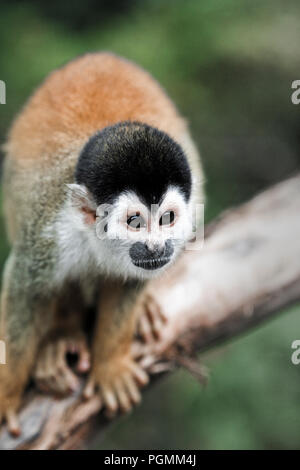 Nero capped Scimmia di scoiattolo sul ramo in Amazzonia Foresta pluviale, Perù Foto Stock
