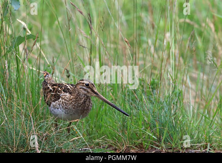 Cecchino comune (Gallinago gallinago), in piedi in erba verde Foto Stock