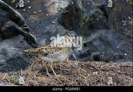 Beccaccino (Gallinago gallinago) Foto Stock