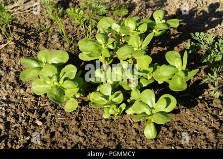 Un impianto di purslane crescente nell'orto (Suzanne's orto, Le Pas, Mayenne, Pays de la Loire, Francia). Foto Stock