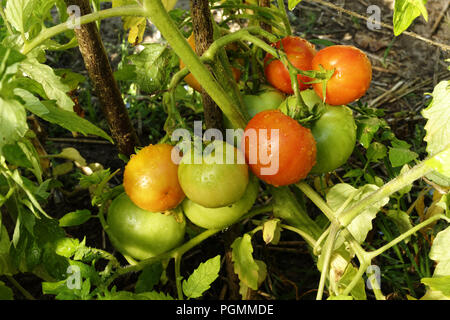 Pomodori crescere nella serra del giardino (Suzanne's orto, Le Pas, Mayenne, Pays de la Loire, Francia). Foto Stock