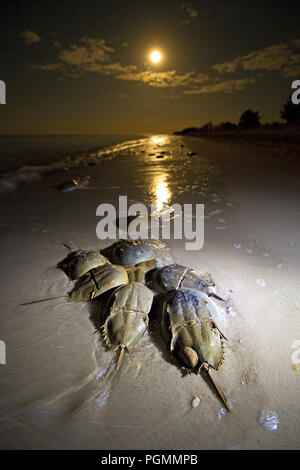 Atlantico granchi a ferro di cavallo (Limulus polyphemus) la deposizione delle uova in spiaggia, Delaware Bay, New Jersey, Stati Uniti d'America Foto Stock