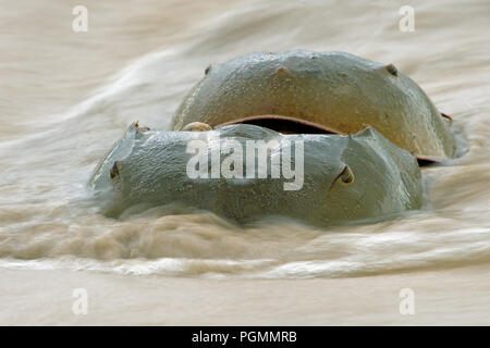 Atlantico granchi a ferro di cavallo (Limulus polyphemus) la deposizione delle uova in spiaggia, Delaware Bay, New Jersey, Stati Uniti d'America Foto Stock