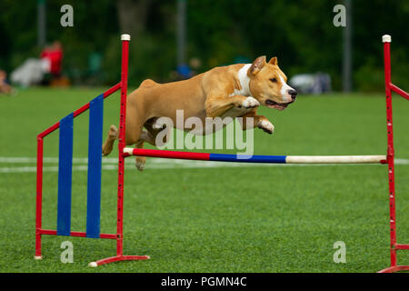 Agilità, American Staffordshire terrier salta sopra un ostacolo Foto Stock