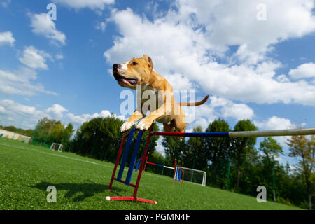 Agilità, American Staffordshire terrier salta sopra un ostacolo Foto Stock