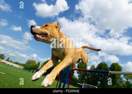 Agilità, American Staffordshire terrier salta sopra un ostacolo Foto Stock