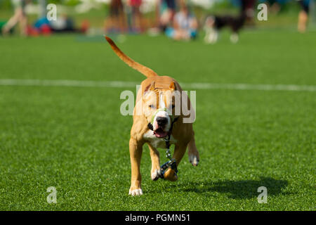 American Staffordshire terrier gioca sul campo Foto Stock