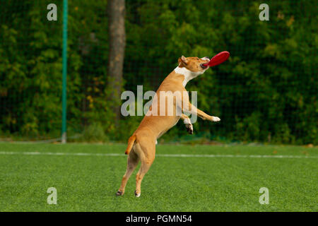 American Staffordshire terrier gioca sul campo Foto Stock