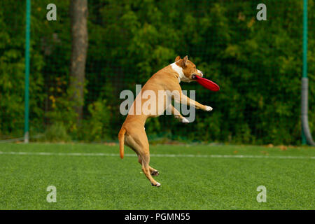 American Staffordshire terrier gioca sul campo Foto Stock