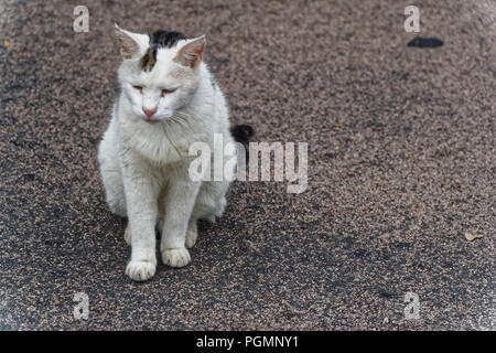 Gatto randagio e sporco sulla strada. Foto Stock