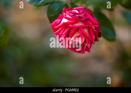 Rosso-rosa bianca a Cordes sur Ciel, Tarn, Occitanie, Francia Europa Foto Stock