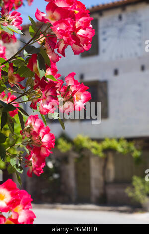 Full-soffiato rosso-bianco rose selvatiche cresce accanto a una strada in Cordes-sur-Ciel, Tarn, Occitaine, Francia, in primavera Foto Stock