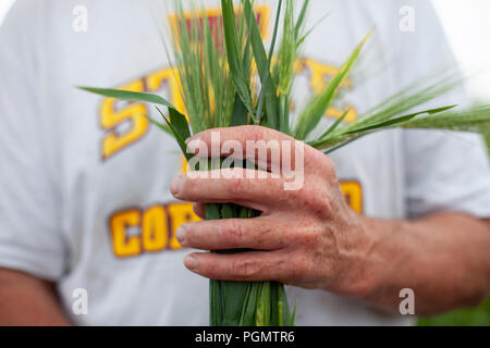 Un agricoltore in Iowa detiene una manciata di segala Foto Stock