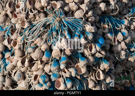 Seashell, strumento di pesca per la cattura dei bracci corti octopus, Ohido, Incheon Foto Stock